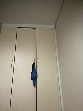 Snapshot of Mellow_Joe chatting on 19, 1, 2026 Mellow Joe online show from 19, 1, 2026