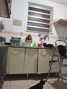 dinho carioca online show from 26, 3, 2026