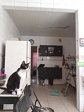 dinho carioca online show from 13, 2, 2026