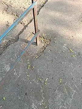 Mr xxx007xh online show from 24, 3, 2026