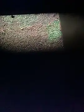 Adele Pinkk online show from 12, 11, 2025