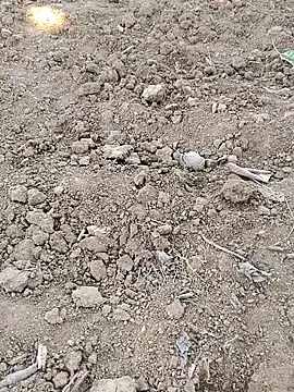 Shreyaaa 1 online show from 8, 11, 2025