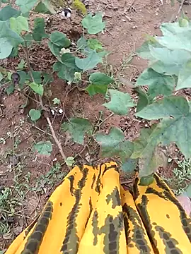 Snapshot of jothitelugu chatting on 21, 10, 2025 jothitelugu online show from 21, 10, 2025