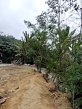 Tin tanny online show from 6, 2, 2026