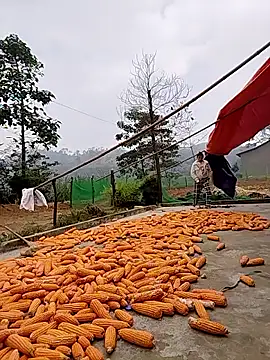 Tin tanny online show from 24, 11, 2025