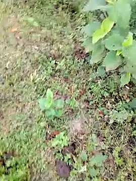 Snapshot of bigdaddyboy46 chatting on 9, 9, 2025 bigdaddyboy46 online show from 9, 9, 2025