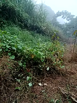 Snapshot of kemtuoi-sex chatting on 31, 10, 2025 kemtuoi-sex online show from 31, 10, 2025