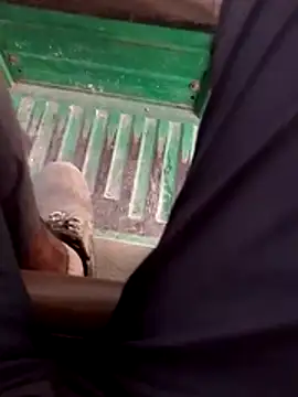 haryanaboypanipat12 online show from 17, 4, 2026