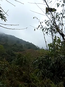 bonnie-00 online show from 7, 1, 2026