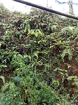 bonnie-00 online show from 19, 4, 2026