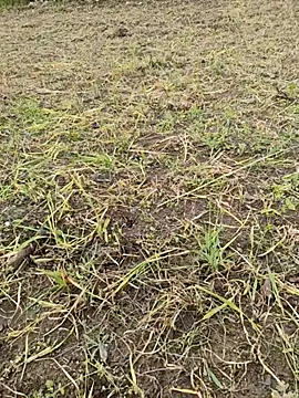 karandeep Bhagat online show from 26, 3, 2026