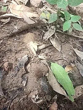 telugumodda4396 online show from 14, 10, 2025