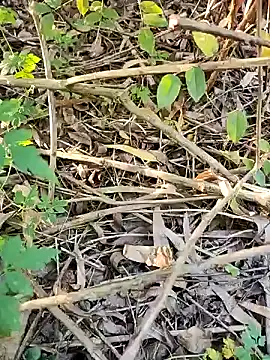 telugumodda4396 online show from 21, 10, 2025