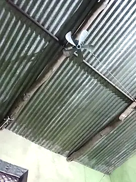 Snapshot of Haliya88 chatting on 8, 11, 2025 Haliya88 online show from 8, 11, 2025