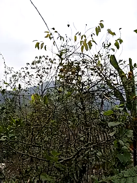 Snapshot of xuxulovezz chatting on 8, 1, 2026 xuxulovezz online show from 8, 1, 2026