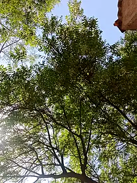 Rs sonam online show from 13, 4, 2026