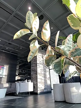 tia   fox online show from 9, 2, 2026