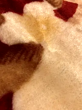 Snapshot of Lamarocainee chatting on 5, 10, 2025 Lamarocainee online show from 5, 10, 2025