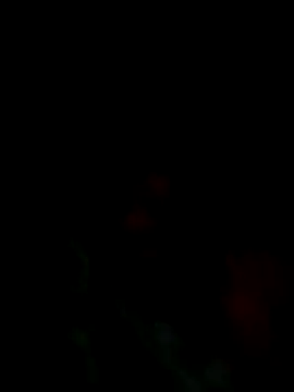 Rt shreya online show from 21, 4, 2026