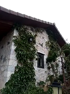 siusiu-00 online show from 1, 4, 2026