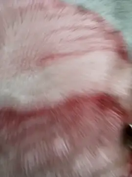 Snapshot of Sph9mm chatting on 30, 10, 2025 Sph9mm online show from 30, 10, 2025