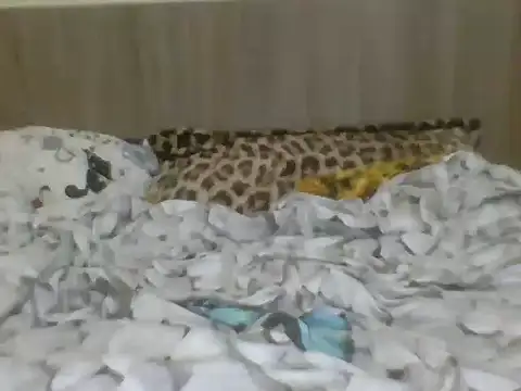 Evelyn evasara online show from 21, 10, 2025