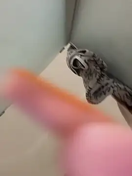 gatitalocahot online show from 2, 4, 2026