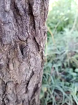 Nenshibaby online show from 26, 2, 2026