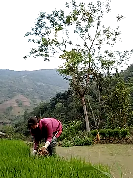 Noelle-e online show from 11, 4, 2026