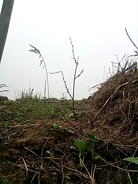 Phoena-a online show from 18, 4, 2026