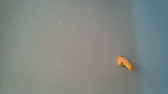 sashachin online show from 19, 3, 2026