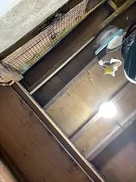 bellaUtops online show from 15, 4, 2026