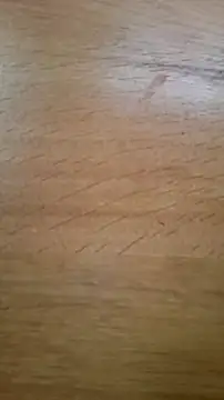 CEEKAYPRO online show from 25, 2, 2026