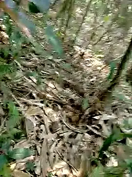 Cloud-wh online show from 2, 3, 2026