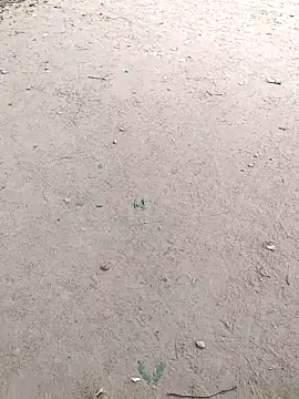 Snapshot of summa_renu chatting on 14, 11, 2025 summa renu online show from 14, 11, 2025