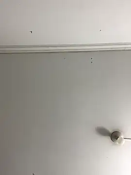 Rosa Vidal  online show from 29, 11, 2025