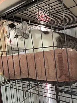 Snapshot of Toffee-00 chatting on 26, 11, 2025 Toffee-00 online show from 26, 11, 2025