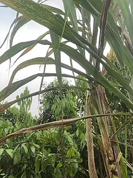 meganmeo online show from 21, 4, 2026