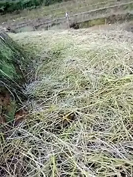 beba1100 online show from 25, 11, 2025