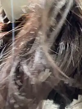 Seven-017 online show from 16, 12, 2025