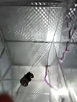 Evelyn-n online show from 4, 3, 2026