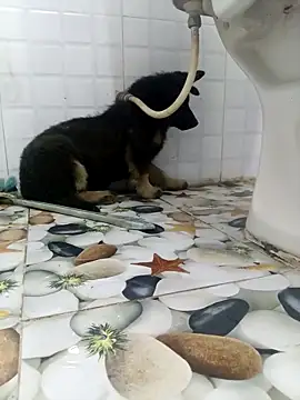 Nor6868 online show from 4, 3, 2026