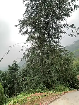 Him MountainGirl online show from 20, 3, 2026