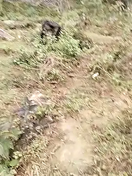 neko-nancy online show from 7, 1, 2026