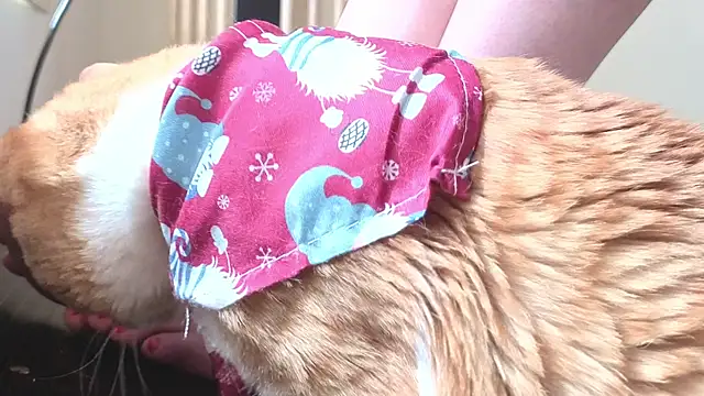 Snapshot of Feetbeth chatting on 4, 3, 2026 Feetbeth online show from 4, 3, 2026