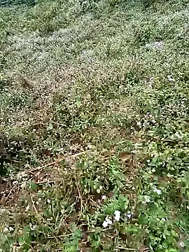 seacyre online show from 16, 4, 2026