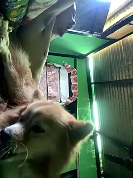 Fixvyusv online show from 12, 1, 2026