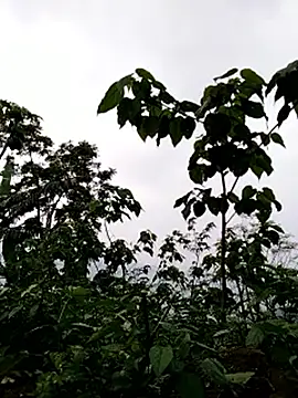 galaxy898 online show from 15, 3, 2026