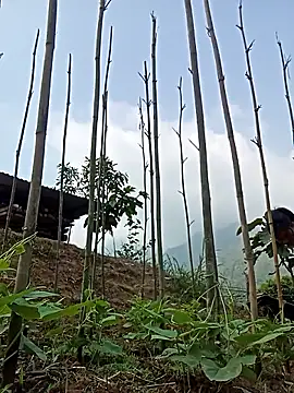 Hiniyk2 online show from 24, 3, 2026