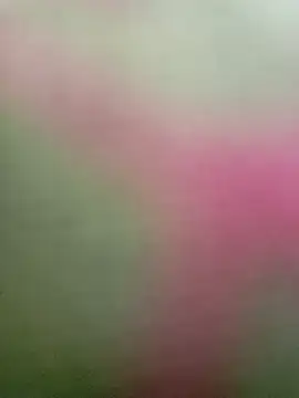 Dariralf online show from 16, 1, 2026